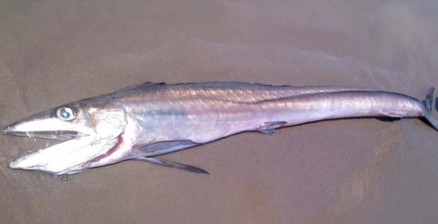 Freaky Fish Often Mistaken for Barracuda on Oregon, Washington Coast 