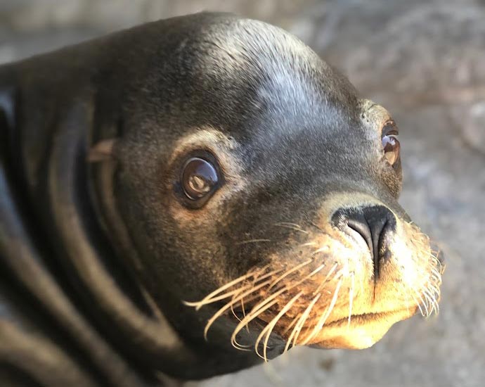 Two Beloved, Original Sea Lions at Oregon Coast Aquarium Pass Away