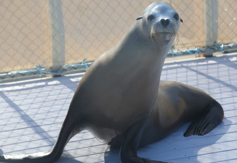 Nemo the Sea Lion Arrives at Oregon Coast Aquarium 