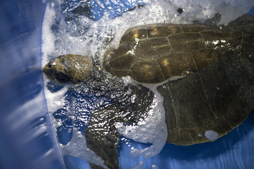 Stranded and Cold-Stunned, Olive Ridley Turtle Gets a Happier Ending | Newport, Oregon Coast News