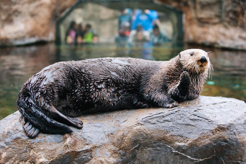 Newport's Oregon Coast Aquarium to Open Up After Five-Month Closure