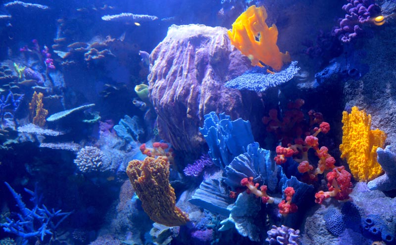 Oregon Coast Aquarium Full Re-Opens on Monday with New Exhibit