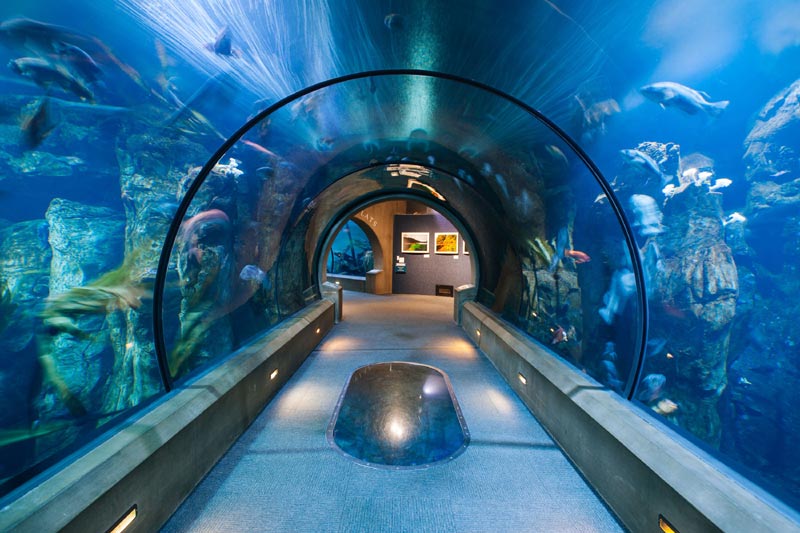 Aquariums Reopening: One Washington Coast, One Oregon Coast