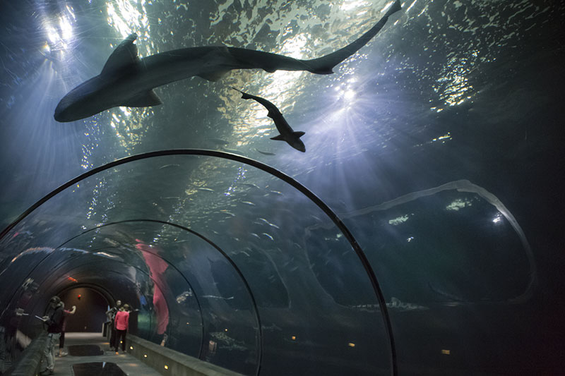 Oregon Coast Aquarium Celebrates 30 Years This Week