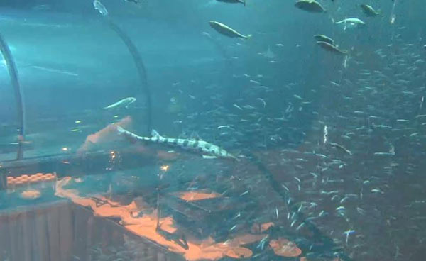 Oregon Coast Aquarium Goes Live with Three New Web Cams