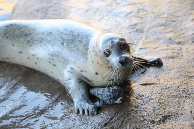 Oregon Coast Has World's Oldest Harbor Seal, Celebrating 50 Years Soon