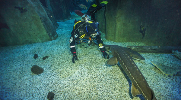 Oregon Coast Aquarium Provides Home To Marine Life Left Behind