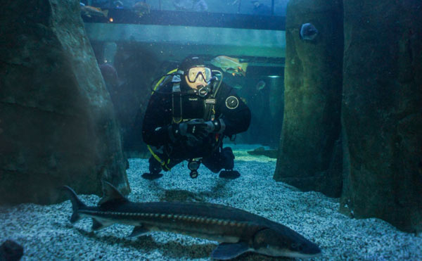 Oregon Coast Aquarium Provides Home to Marine Life Left Behind, Seeks Expansion