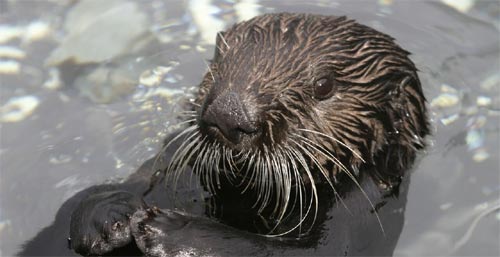 Rescued Sea Turtle, Famed Otter at Oregon Coast Aquarium Pass Away 
