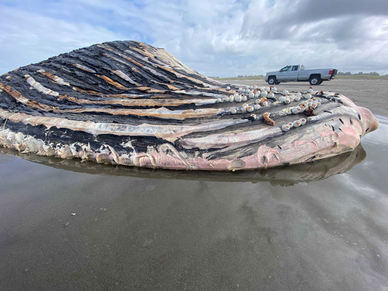 Humpback Whale Washes Up on South Washington Coast, Oregon Crew Responds 