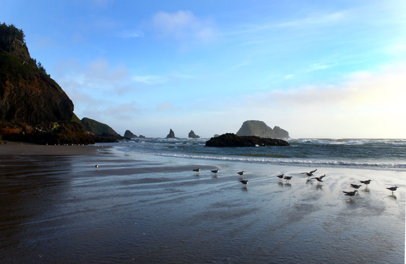 Oregon's Tillamook Coast Begins Volunteer Adventures Programs 