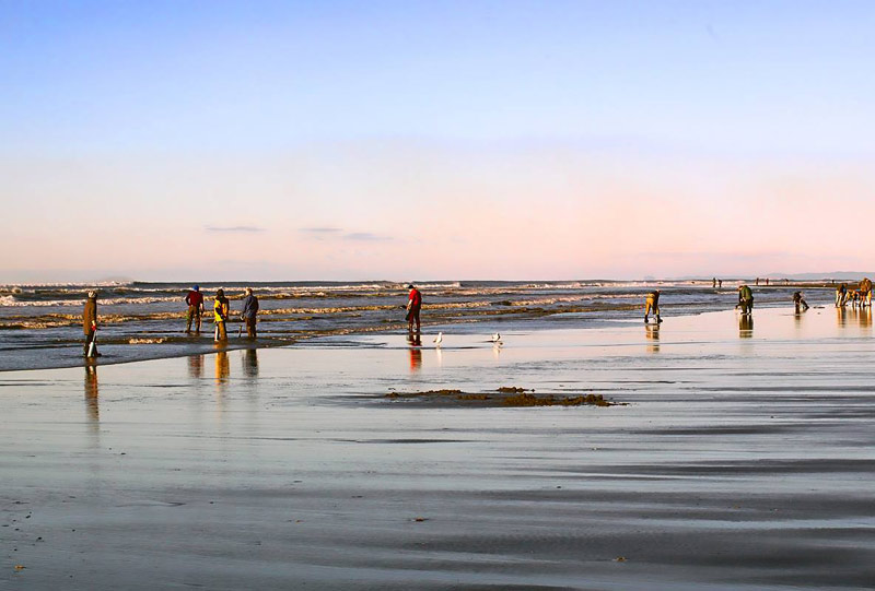 Washington Coast Again Swells with Ocean Shores Razor Clam / Seafood Fest in March