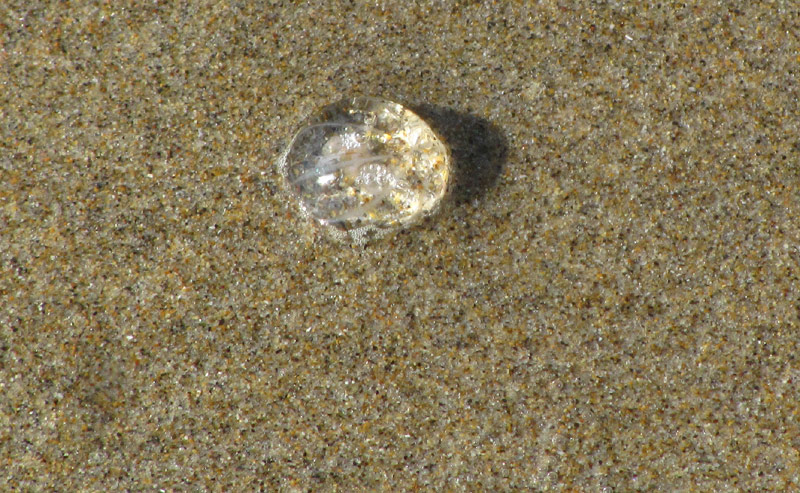 Sometimes Those Little Bubbles On Beaches Aren't Bubbles: Funky Oregon Coast Science 