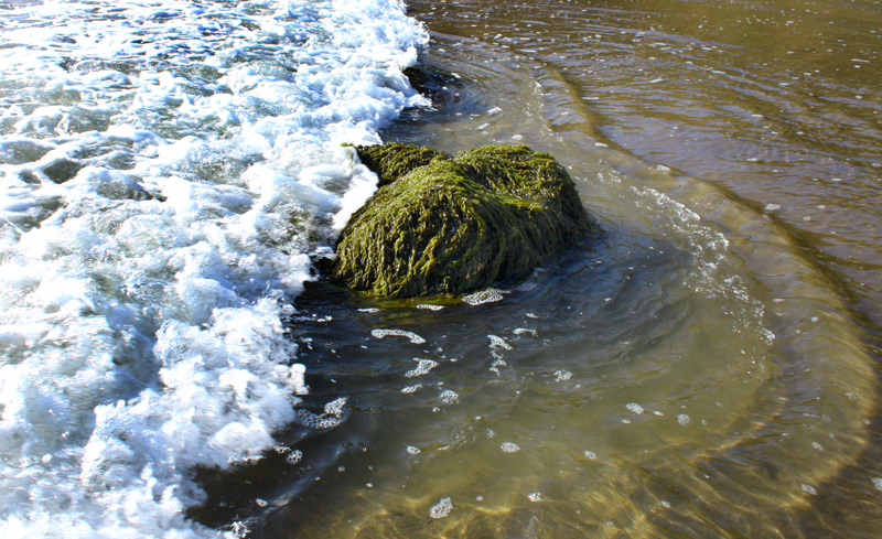 That Green Slime or Sea Goo on Oregon / Washington Coast: What Is It? 