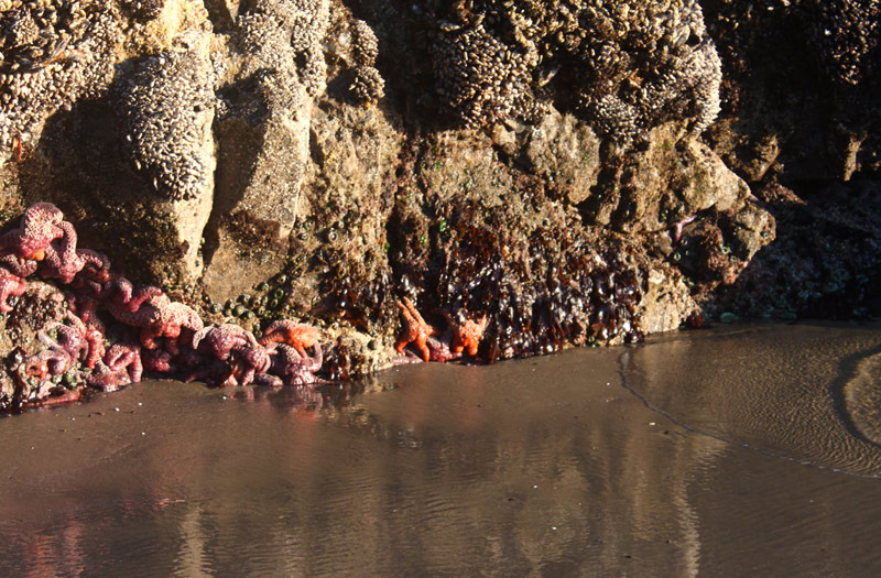 Newport Events Show How to Eat from the Beaches at Oregon Coast Tidepools