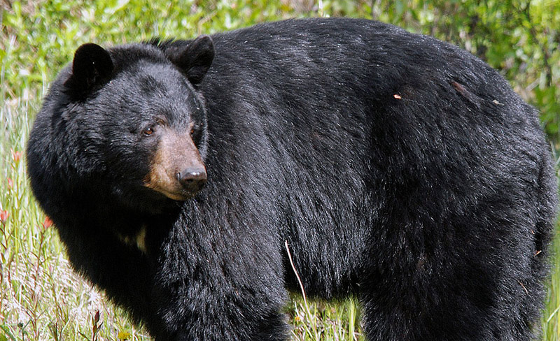 Bear and Cub Scare on N. Oregon Coast: Seaside School Locked Down - But Picnic Baskets Safe