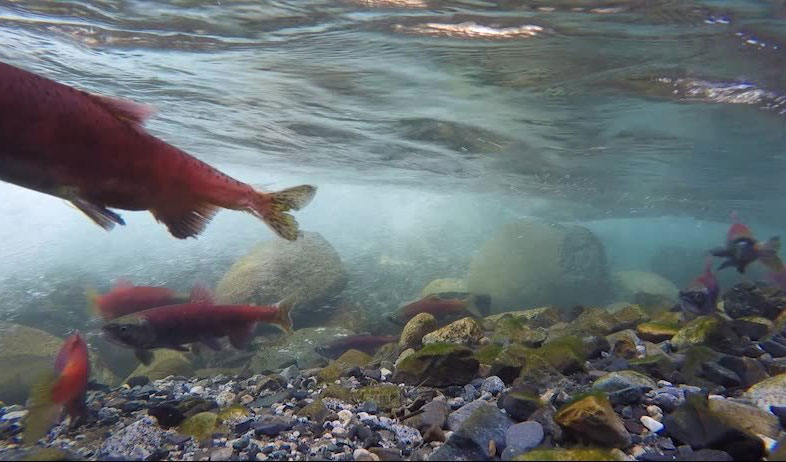 Hatcheries on Oregon Coast Reopen Outdoor Areas After Year Shutdown 