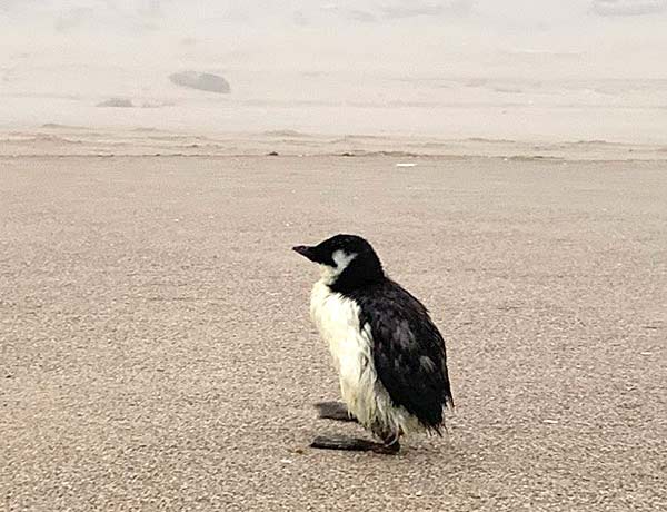 Large Patches of Dead Oregon Coast Birds Usually Not a Concern, But Virus Possible Factor 