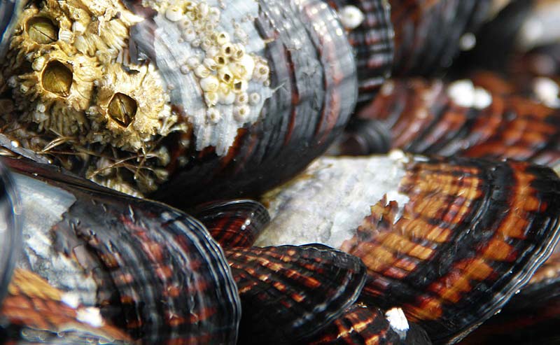 Mussel Harvesting Closed on S. Oregon Coast from Bandon to California Due to Shellfish Poison 