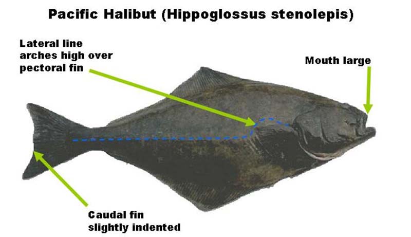 Pacific Halibut Season on Oregon Coast Almost Ready: Openings, Regulations