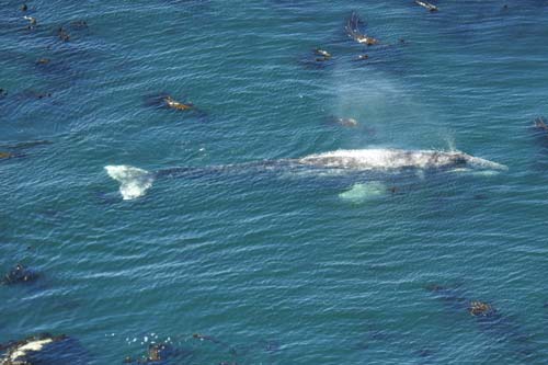 Oregon Coast Whale Watch Week Begins Soon, Includes Live Stream 