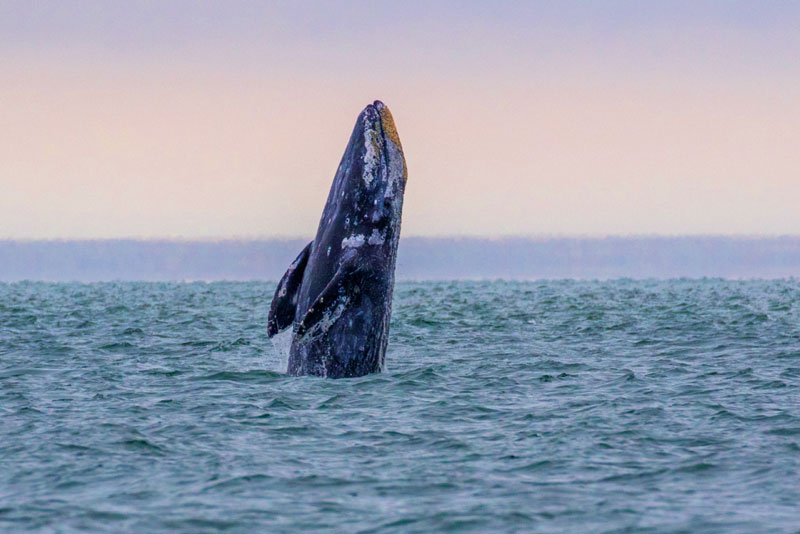 Videos of Oregon Coast Whales Breaching 