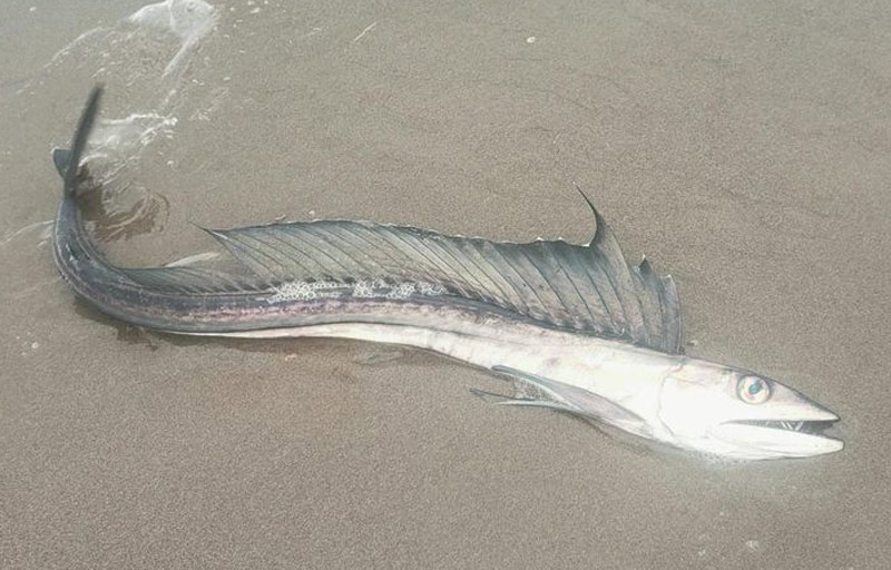 Spiky, Bitey-Looking Fish Washing Up on Oregon Coast Lately: Why, What They're Not 