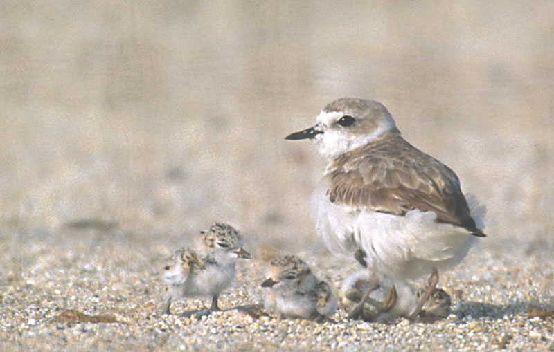 Snowy Plover Restrictions Now on Some Oregon Coast Beaches 