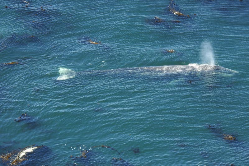 Oregon Coast Whales - Guide to Whale Watching; Whale News