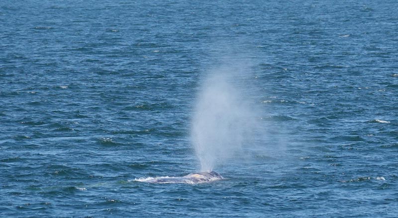 Whales Still Abound on Oregon Coast, Even If No One Watches 
