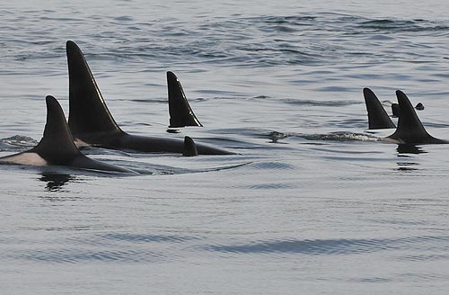 Newport Event: Orcas Connected to Oregon Coast Watersheds 
