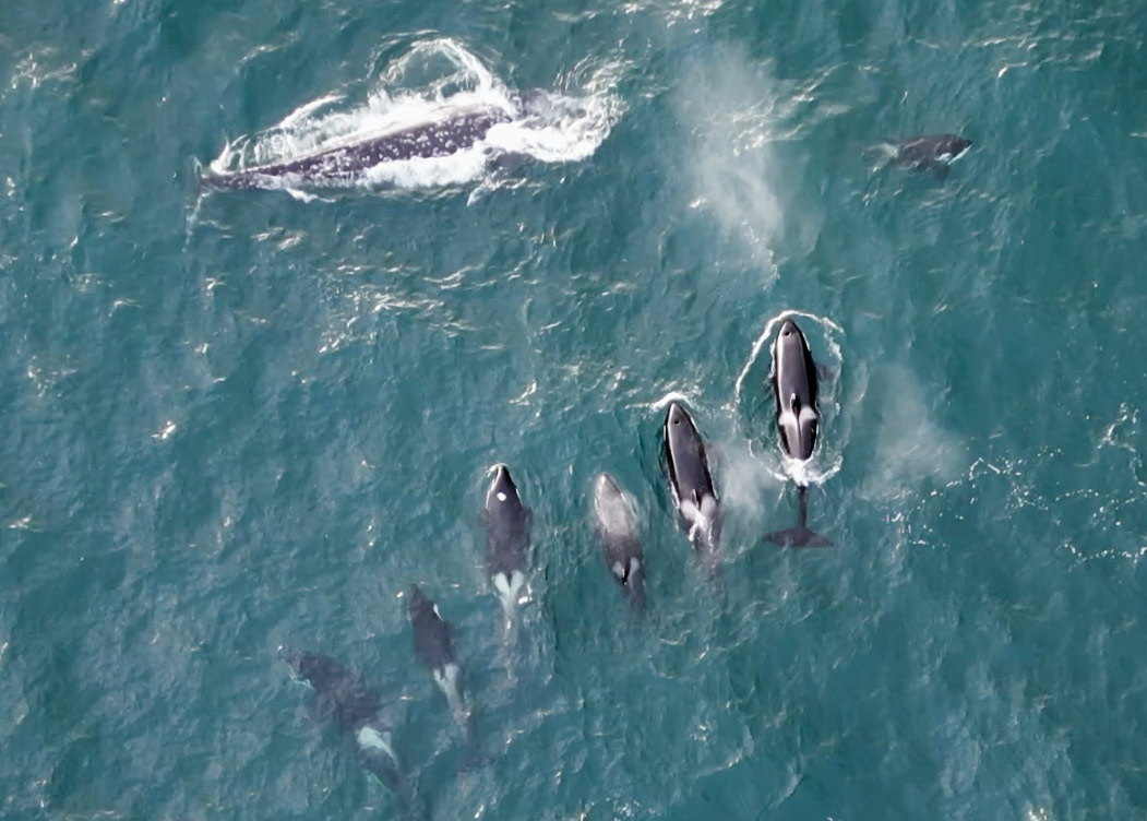 Personal Side of Capturing Orcas Hunt, Kill Gray Whale in Landmark Oregon Coast Event