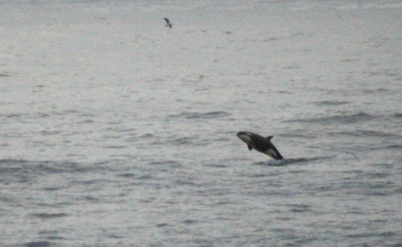 Videos of Oregon Coast Whales Breaching 