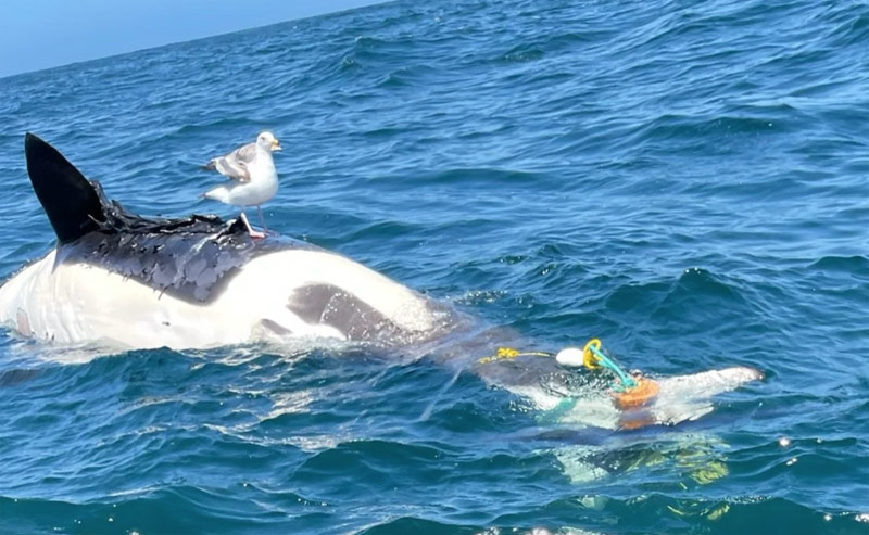 Oregon Coast Officials Urge Mark Your Crabbing Gear After Baby Whale Entanglement 