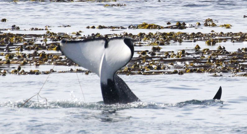 Surge in Orca Sightings Over Weekend Bodes Well for Holiday on Oregon Coast