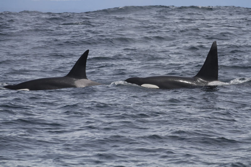 Depoe Bay Signs Declaration to Help Southern Resident Orcas Along West Coast, Oregon 