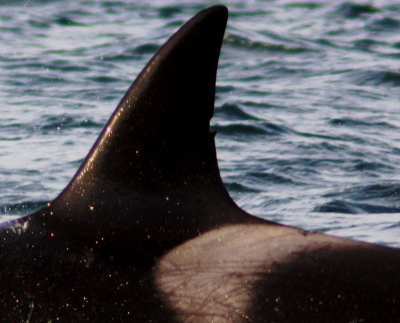 What's Up With All Those Orcas on Oregon Coast? Talk in Cannon Beach Explains 