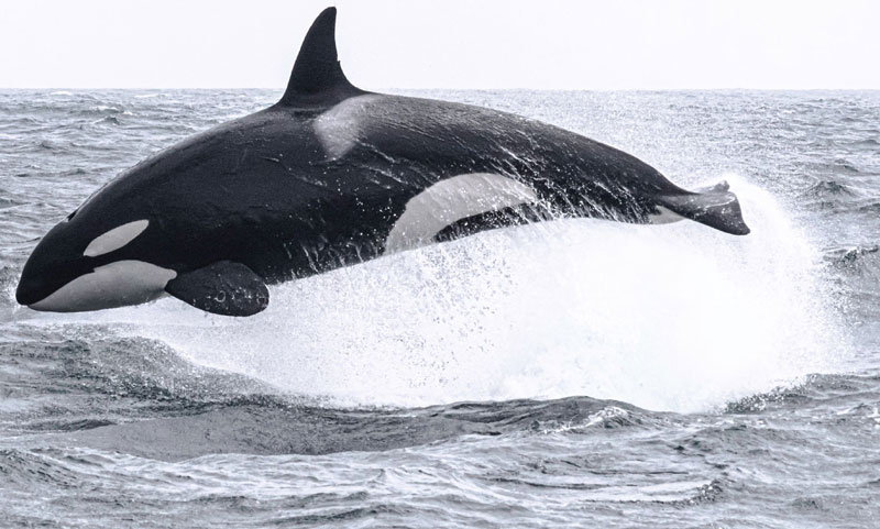 Revelations of Oregon Coast Orcas Are Many - But Puzzles Remain 