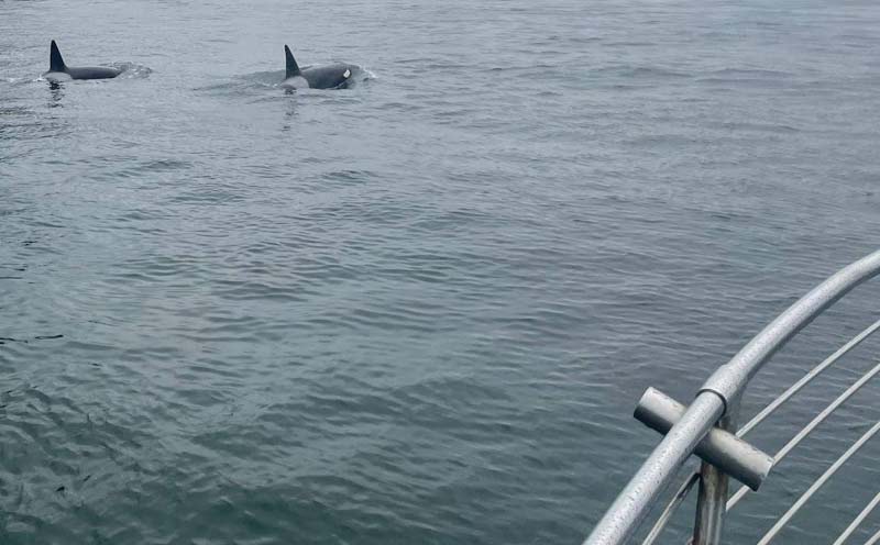 Orca Sightings Through the Roof on Oregon Coast