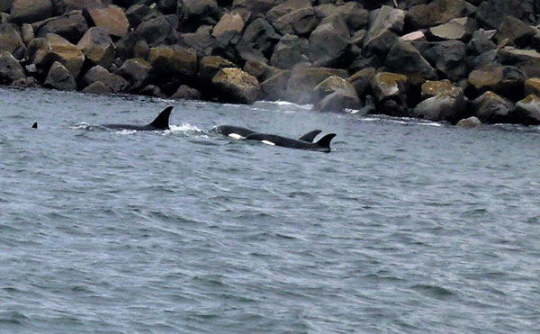 Orcas Seen Marauding Around Oregon Coast, Washington in Exciting Reports: Video 