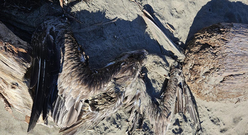 Run of Dead Birds on Oregon Coast Normally Not a Concern, But Virus a Possible Factor 