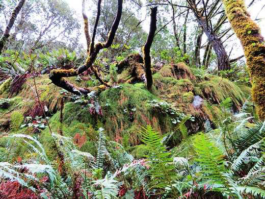 Along the Humbug Mountain Trail