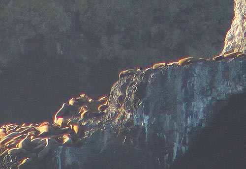 Finding Sea Lions and Bald Eagles in N. Oregon Coast's Tillamook County 