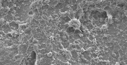 Hints of Alien Life: Scientists Look to Washington and Oregon Coast