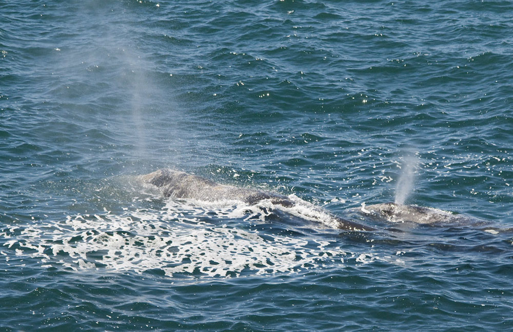 Winter Whale Watch Week 2023 - Not Just Grays on Oregon Coast 