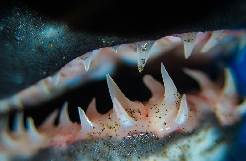 Cannon Beach Event: Meet the Sharks of the Oregon Coast