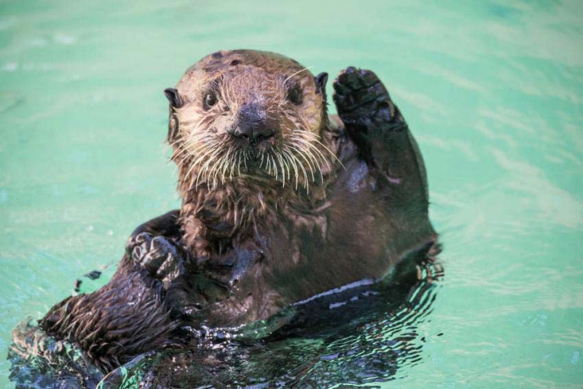 Otter Awareness Week Celebrates Hope for Its Return, Events in Portland, Oregon Coast