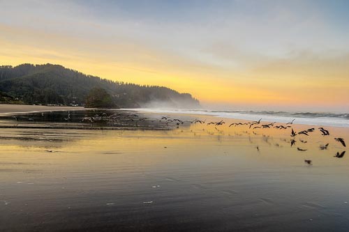 Pacific City's Birding, Blues Fest: Massive Oregon Coast Nature Fun Starts Today