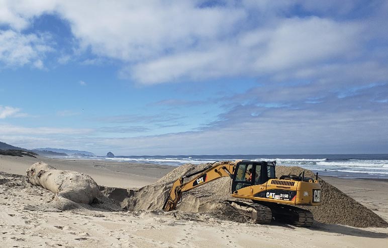 Whale Carcassed Buried After Landing on N. Oregon Coast Beach near Pacific City 
