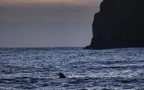 Shark Sightings on N. Oregon Coast Cause for Warnings at Pacific City 